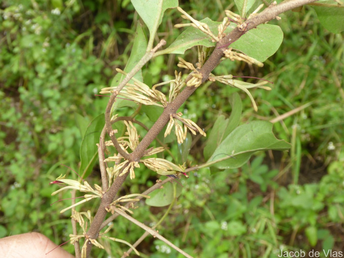 Scurrula parasitica L.